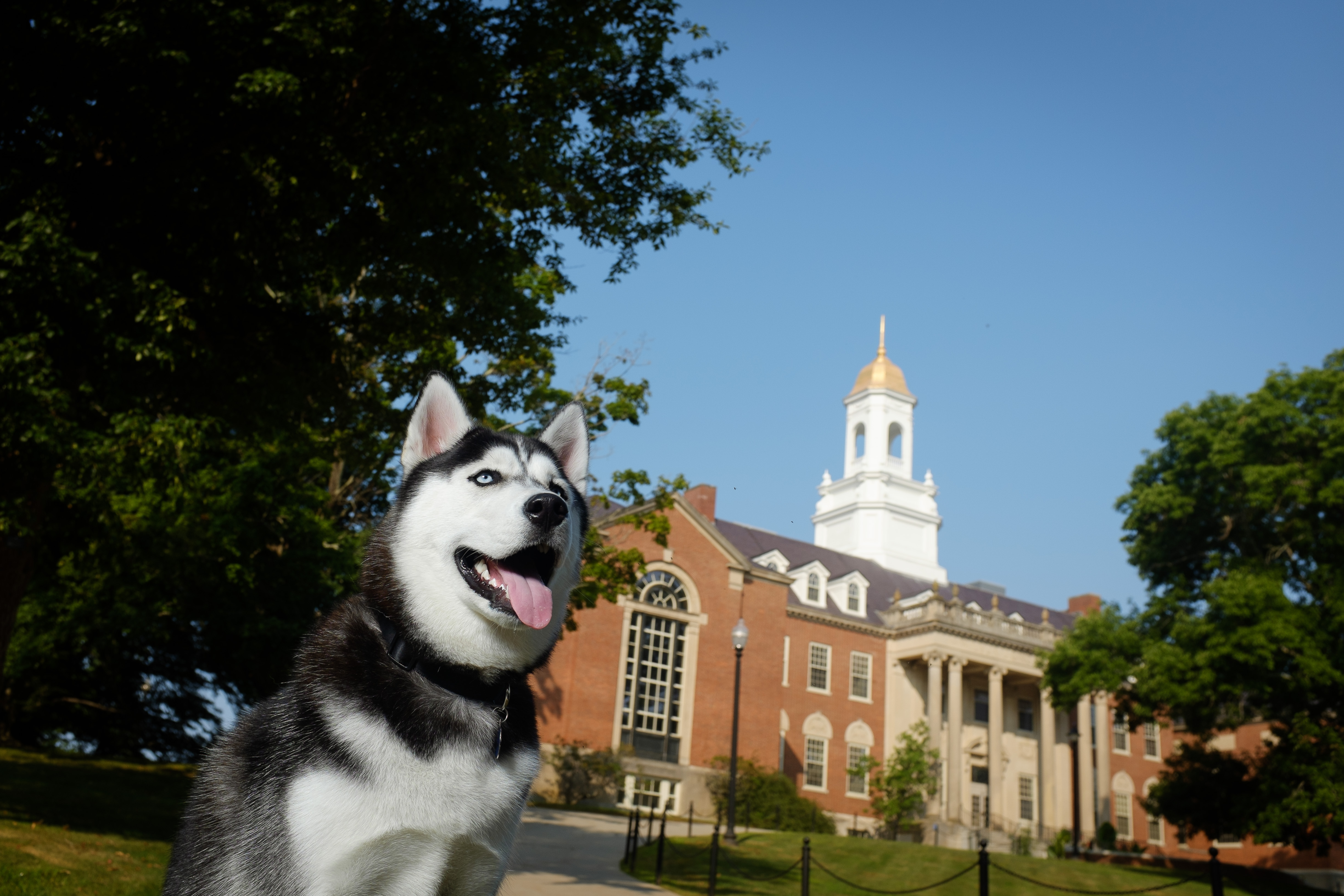 Mascot Jonathan XIV poses for a photo outside the Wilbur Cross Building on July 22, 2014. (Peter Morenus/UConn Photo)